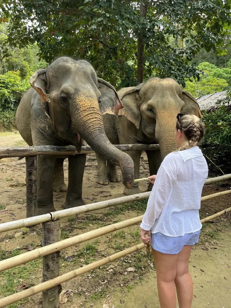 Lauren trải nghiệm cho voi ăn.