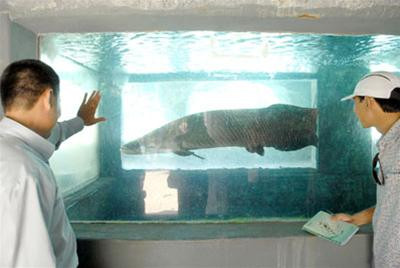 Cá hải tượng tại "động hải tượng" của Công ty Hải Thanh (ảnh: D.Đ.M)