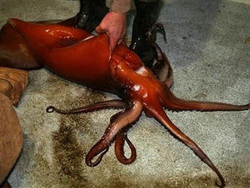 Một con mực Humboldt lớn chết do ngộ độc