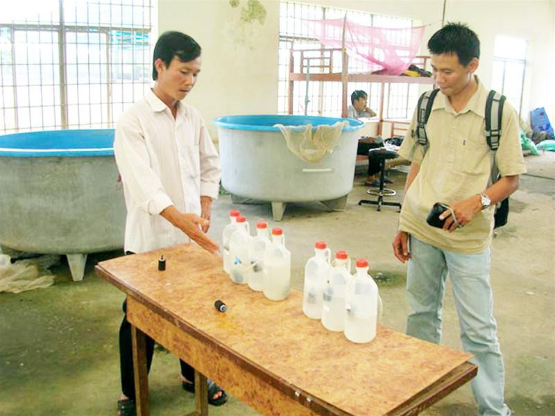 Thạc sỹ Thi Thanh Vinh (trái) tại phòng thí nghiệm lai tạo cá. Ảnh: Kiến Giang Thạc sỹ Thi Thanh Vinh (trái) tại phòng thí nghiệm lai tạo cá. Ảnh: Kiến Giang