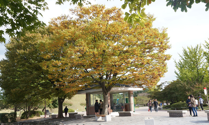 Màu vàng trong khu di tích của các vị vua ở tỉnh Geongju. Màu vàng trong khu di tích của các vị vua ở tỉnh Geongju