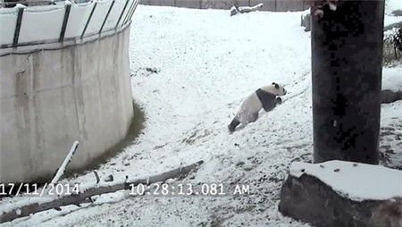Gấu trúc “phát cuồng” khi lần đầu nhìn thấy tuyết ảnh 2