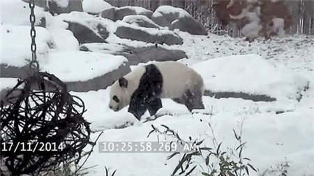 Gấu trúc “phát cuồng” khi lần đầu nhìn thấy tuyết ảnh 1