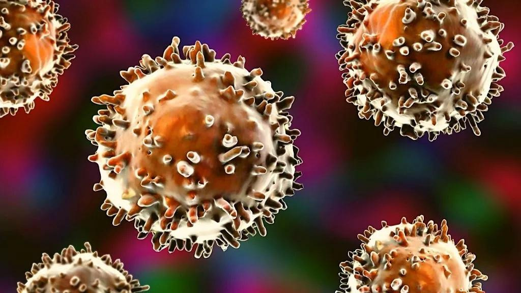 Các nhà nghiên cứu đã công bố bằng chứng về tế bào B-1 ở người. Các nhà nghiên cứu đã công bố bằng chứng về tế bào B-1 ở người.