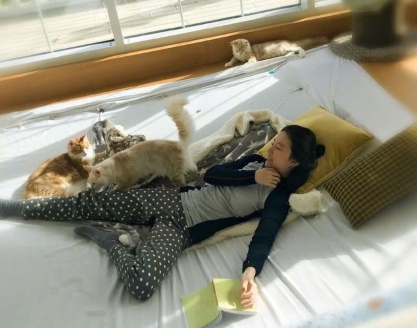 Sau hào quang "thần tiên tỷ tỷ" bình yên bên những chú mèo. Sau hào quang "thần tiên tỷ tỷ" bình yên bên những chú mèo.