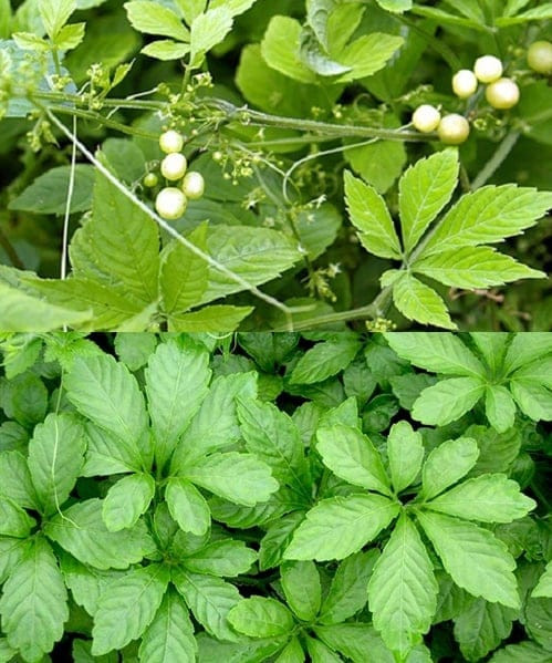 Giảo cổ lam có nhiều loại, loại 3 lá, loại 5 lá, loại 7 lá. Trong đó giảo cổ lam 5 lá được dùng nhiều hơn cả. Giảo cổ lam có nhiều loại, loại 3 lá, loại 5 lá, loại 7 lá. Trong đó giảo cổ lam 5 lá được dùng nhiều hơn cả.