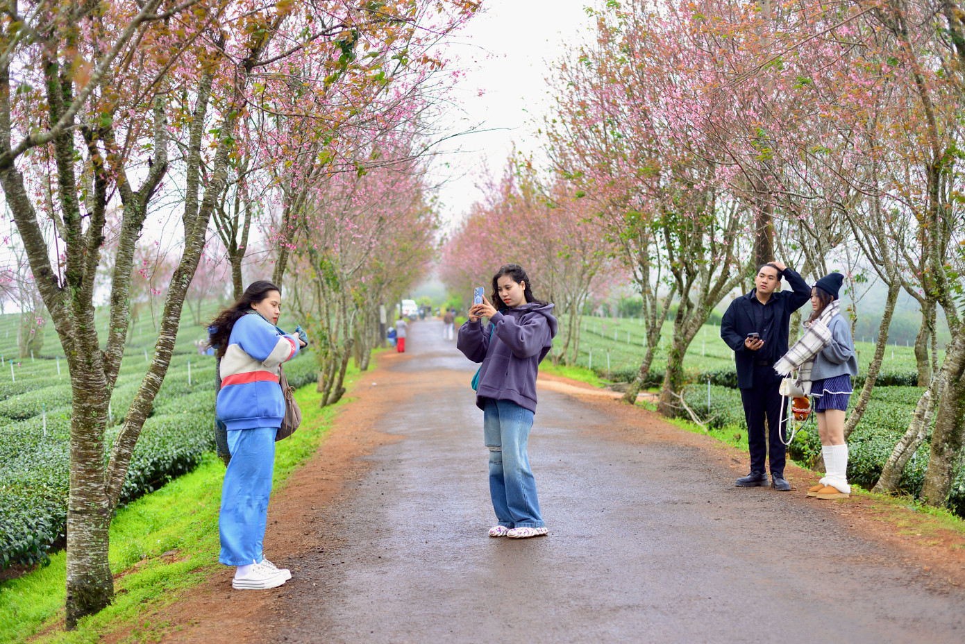 Dịp này, nhiều du khách đã đến Đà Lạt để thưởng lãm vẻ đẹp của hoa mai anh đào, đặc biệt là giới trẻ. Chị Đặng Thị Thanh Thảo - du khách Ninh Thuận - cho biết: "Chúng tôi đã đi xe máy gần 100km để đến Đà Lạt và không bỏ lỡ mùa hoa mai anh đào".