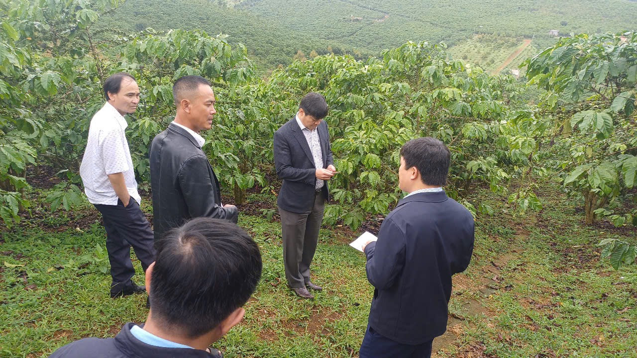 Lực lượng chức năng kiểm tra hiện trạng vườn cà phê.