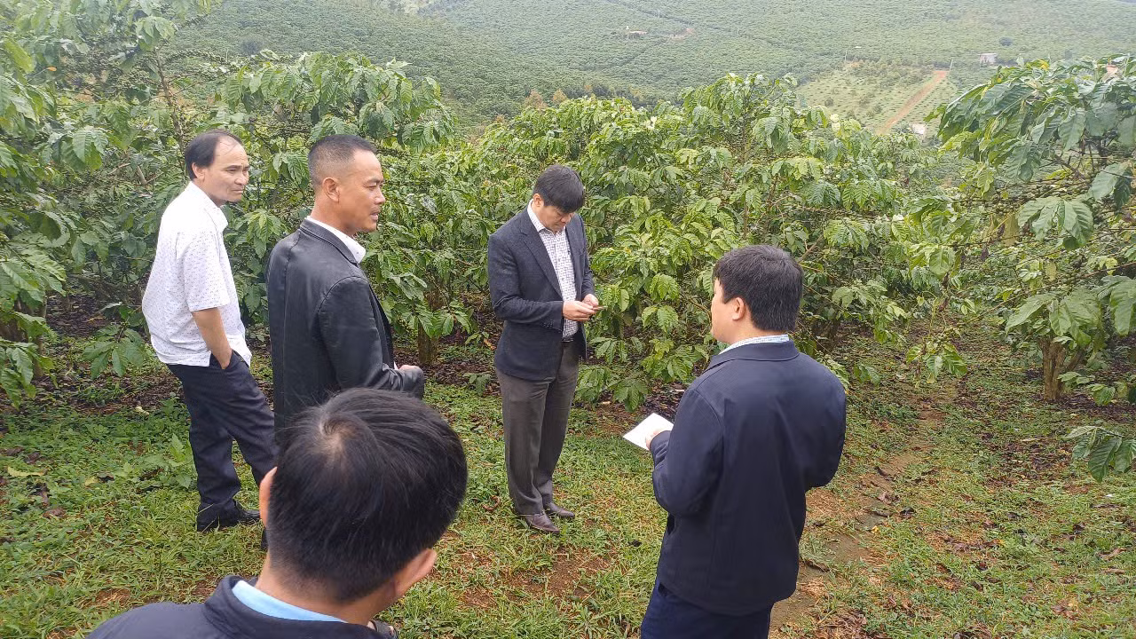 Lực lượng chức năng kiểm tra hiện trạng vườn cà phê.