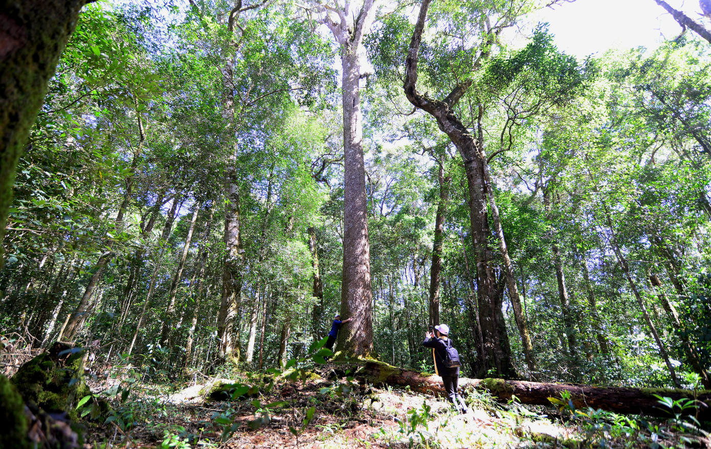 Hơn 30 tỷ đồng được phân bổ cho 4 công ty lâm nghiệp trên địa bàn tỉnh Lâm Đồng.