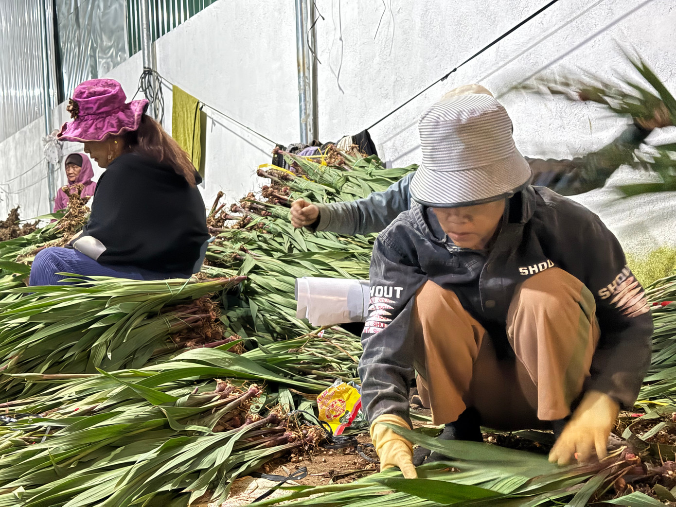 Theo chị Tiên, công việc này không yêu cầu sự khéo léo, nhưng lại đòi hỏi sức khỏe tốt và khả năng làm việc nhanh chóng để kịp hoàn thành số lượng hoa trong ngày. "Đa số, các công nhân phải nhặt, bó đến 1-2h sáng, vì thời điểm này số lượng hoa nhập về rất lớn", chị Tiên bộc bạch. Ảnh: Thái Lâm.