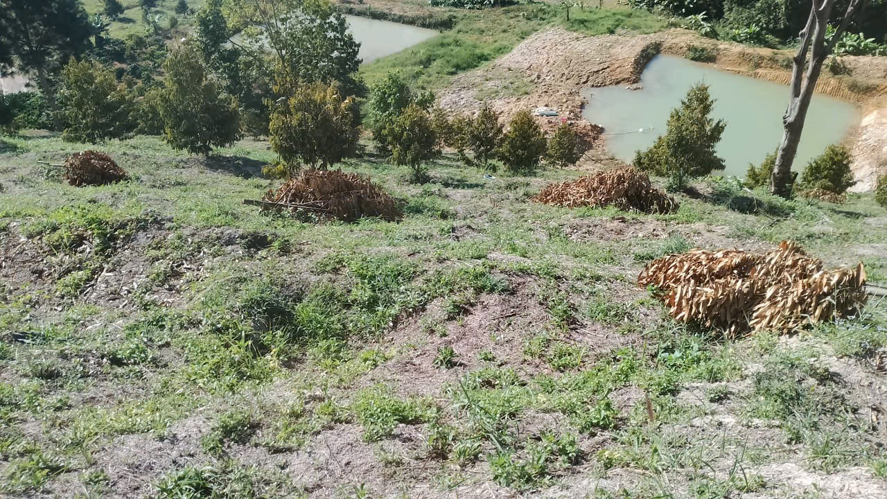 Xót xa các cây sầu riêng bị chặt đứt lìa Xót xa các cây sầu riêng bị chặt đứt lìa