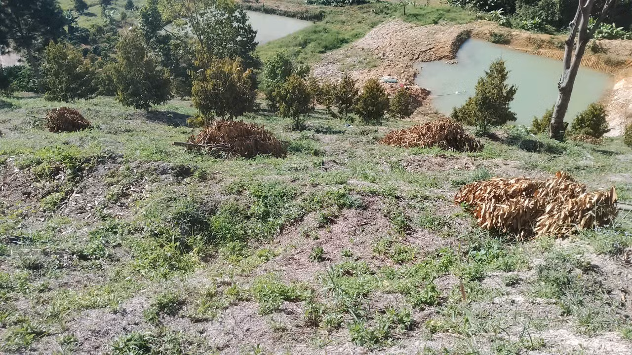 Xót xa các cây sầu riêng bị chặt đứt lìa