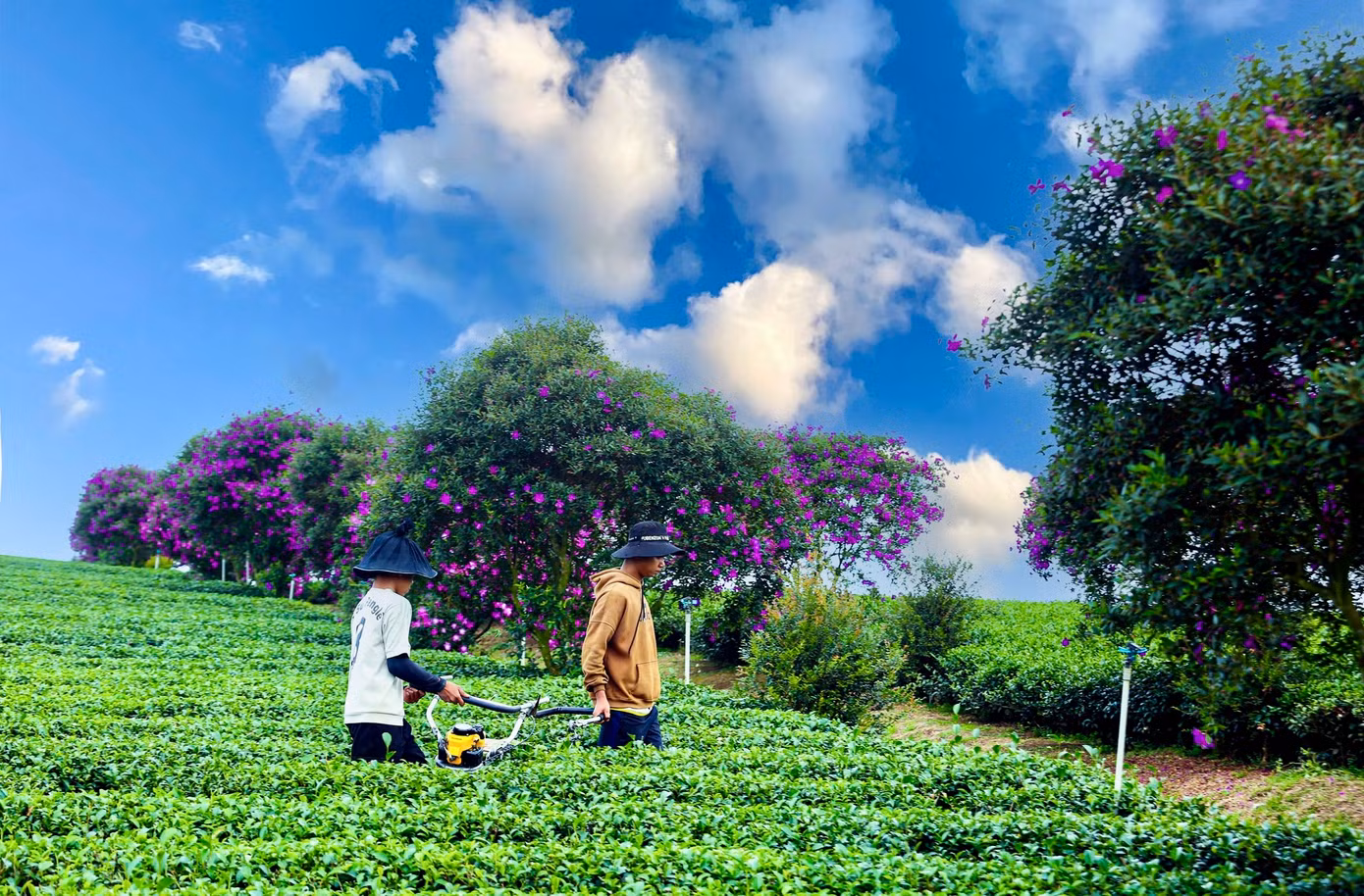 Cuối năm cũng là dịp công nhân nông trại Olong hái chè. Khi đến đây, du khách sẽ được trải nghiệm công việc này.