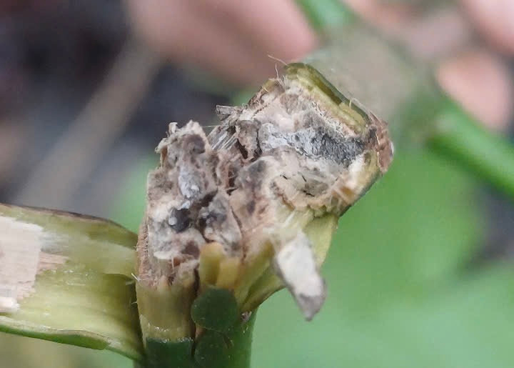 Vườn ông Định có hiện tượng mọt đục cành, bệnh thán thư và có dấu hiệu lan rộng.