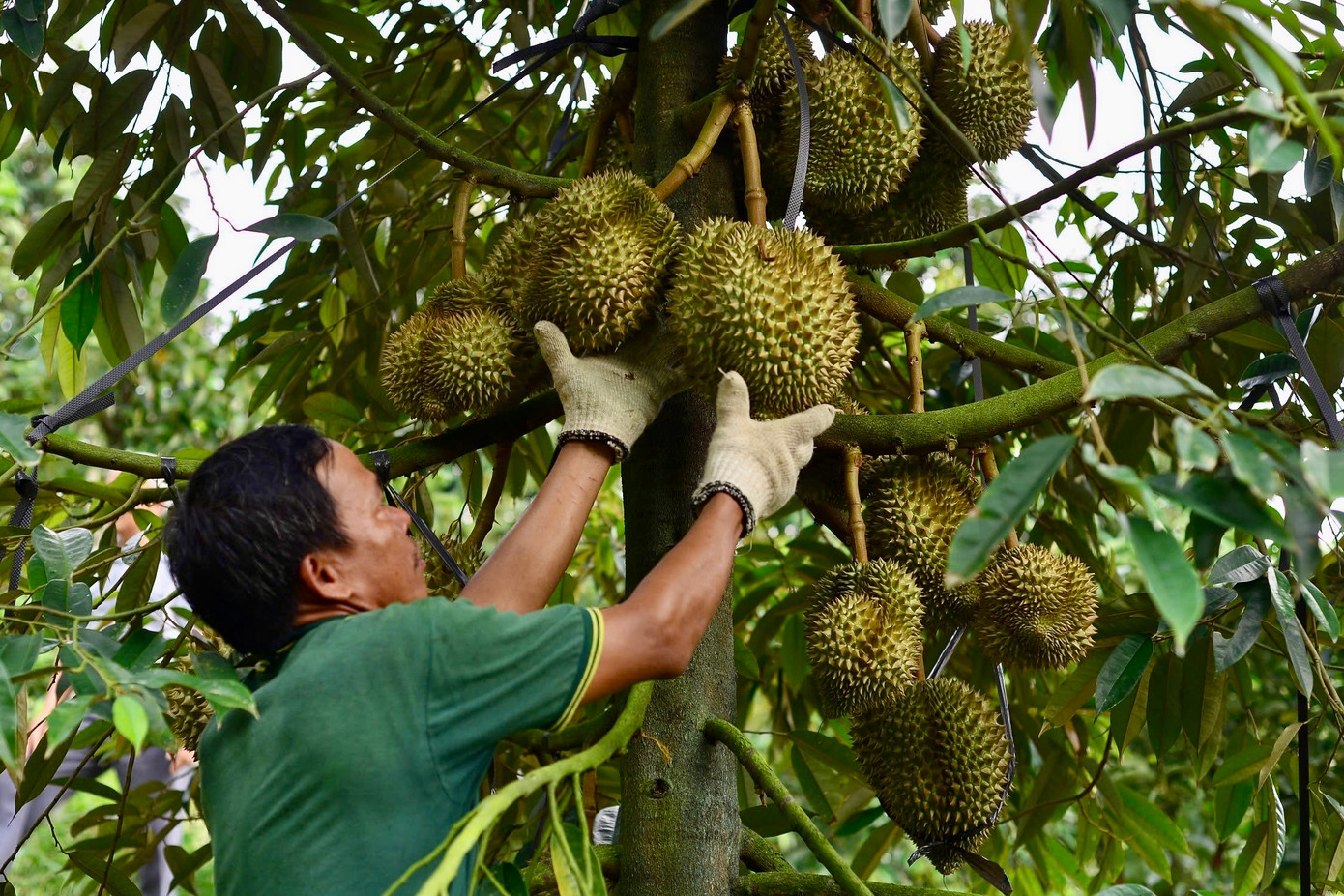Toàn tỉnh Lâm Đồng hiện có hơn 25.600ha sầu riêng, sản lượng mỗi năm đạt khoảng 175.000 tấn. Toàn tỉnh Lâm Đồng hiện có hơn 25.600ha sầu riêng, sản lượng mỗi năm đạt khoảng 175.000 tấn.