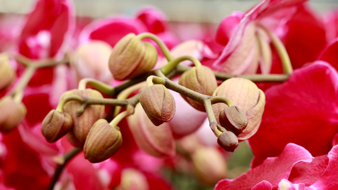 Anh Ha Sơ Rêm, nhân viên vườn anh Sang cho hay, công việc thu hoạch hoa bắt đầu từ giữa tháng 11 âm lịch và được đóng vào thùng giấy chuyên dụng để vận chuyển.