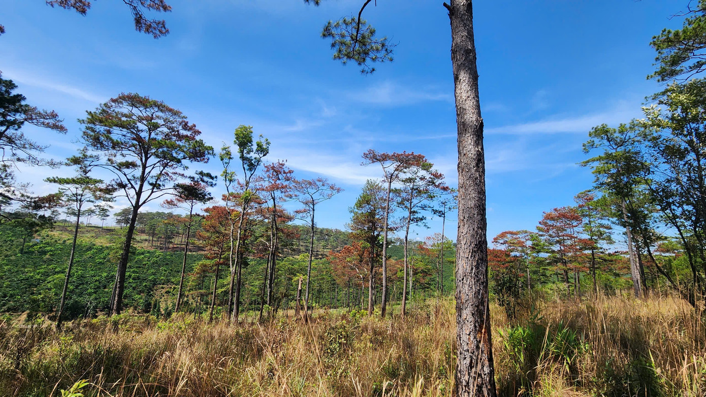 Khu vực rừng thông bị đầu độc có phần trồng xen cà phê của người dân.