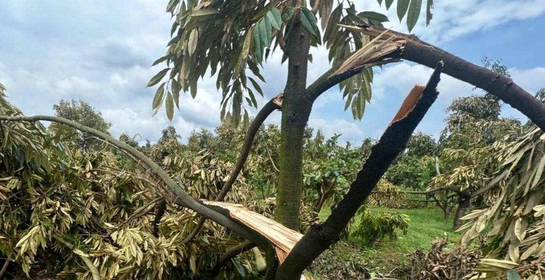 130 gốc sầu riêng của người dân bị thiệt hại. 130 gốc sầu riêng của người dân bị thiệt hại.