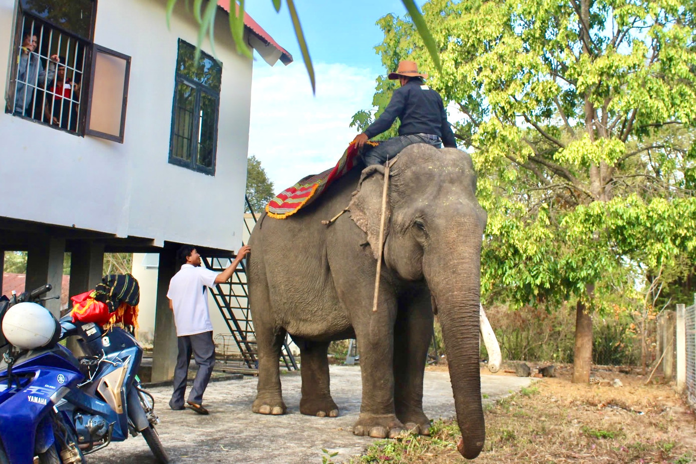 Voi được trang trí bằng các phụ kiện truyền thống, thể hiện sự tôn kính trong lễ cúng.