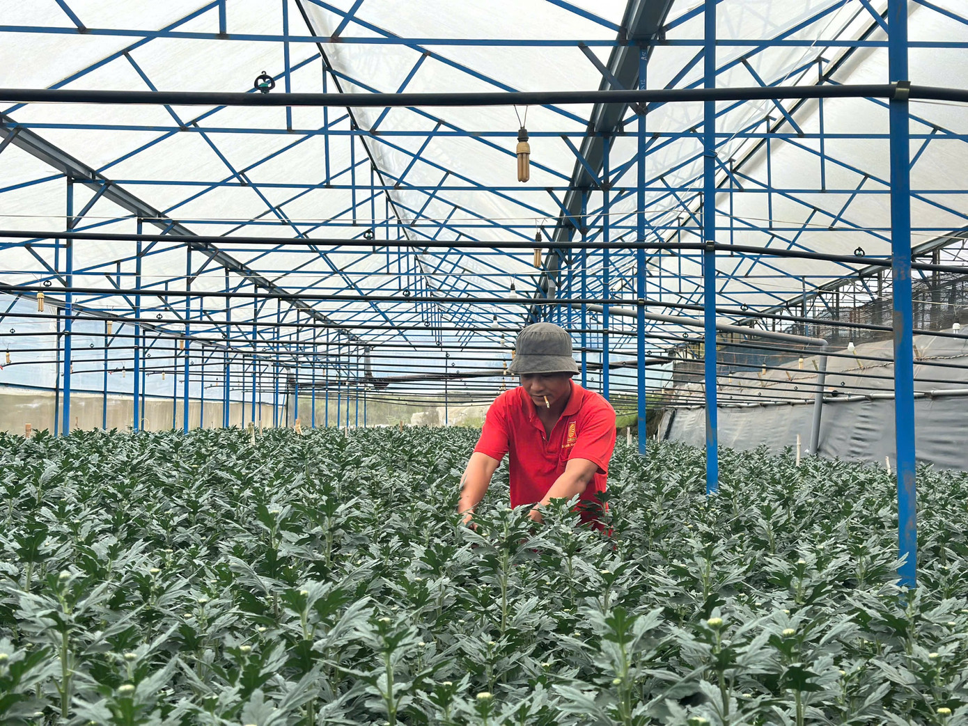 Năm nay, toàn tỉnh Lâm Đồng xuống giống khoảng 1.650ha hoa cắt cành