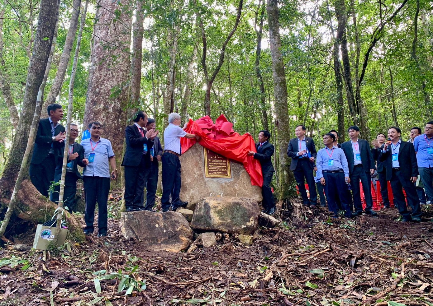 Đại biểu thực hiện nghi thức công bố danh hiệu cây di sản.