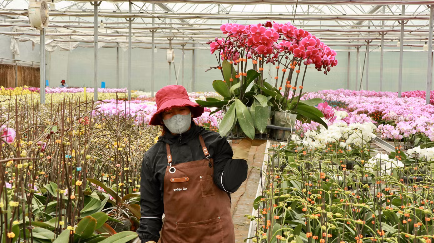 Hiện các vườn hoa đang tất bật chạy đua đơn hàng dịp cận Tết Hiện các vườn hoa đang tất bật chạy đua đơn hàng dịp cận Tết