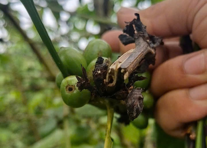 Vườn ông Định có hiện tượng mọt đục cành, bệnh thán thư và có dấu hiệu lan rộng.