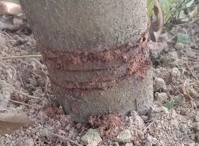 Công an xác định có 50 cây sầu riêng bị phá hoại. Công an xác định có 50 cây sầu riêng bị phá hoại.