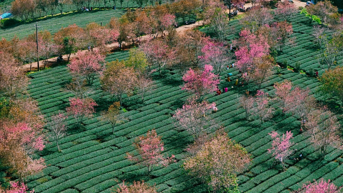 "Khí hậu trong lành, phong cảnh đẹp khiến tôi luôn dành tình yêu đặc biệt cho Đà Lạt, đặc biệt là mùa hoa mai anh đào", anh Nguyễn Võ Phước Sơn - nhiếp ảnh gia đến từ Nha Trang - chia sẻ. Ảnh: Cậu Dũng.
