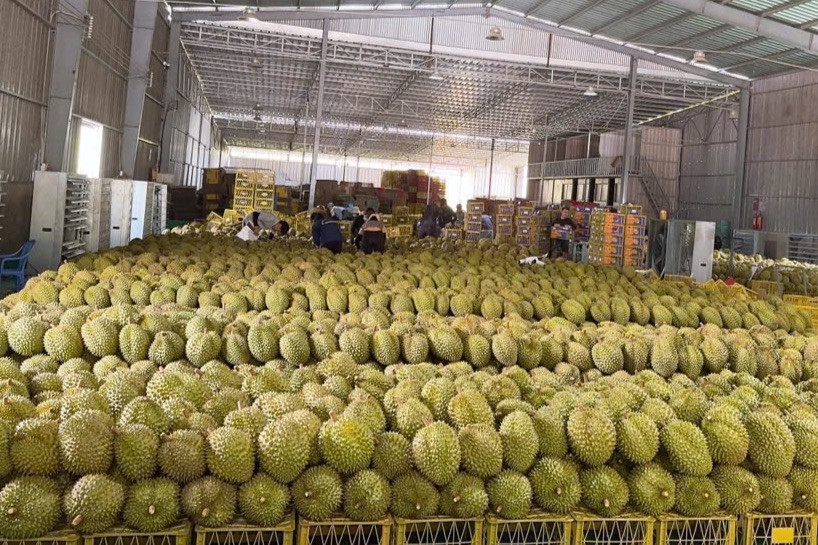 Năm 2024, sản lượng sầu riêng Lâm Đồng xuất khẩu đạt 25.518 tấn. Năm 2024, sản lượng sầu riêng Lâm Đồng xuất khẩu đạt 25.518 tấn.