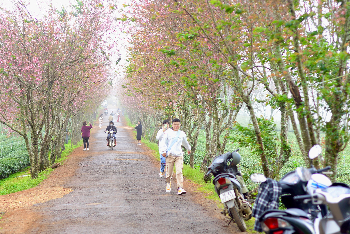 Bà Nguyễn Thị Tường Vy - người dân xã Xuân Trường - chia sẻ: "Năm nay, hoa mai anh đào nở từ Tết dương lịch, sớm hơn mọi năm".