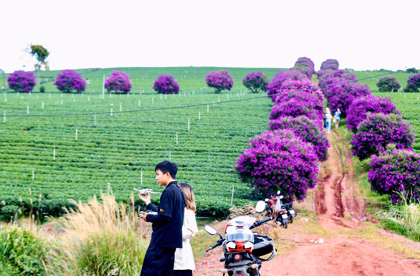 Theo đại diện nông trường, hiện nông trường trồng hơn 500 gốc mua, giống cây nhập khẩu từ Úc.