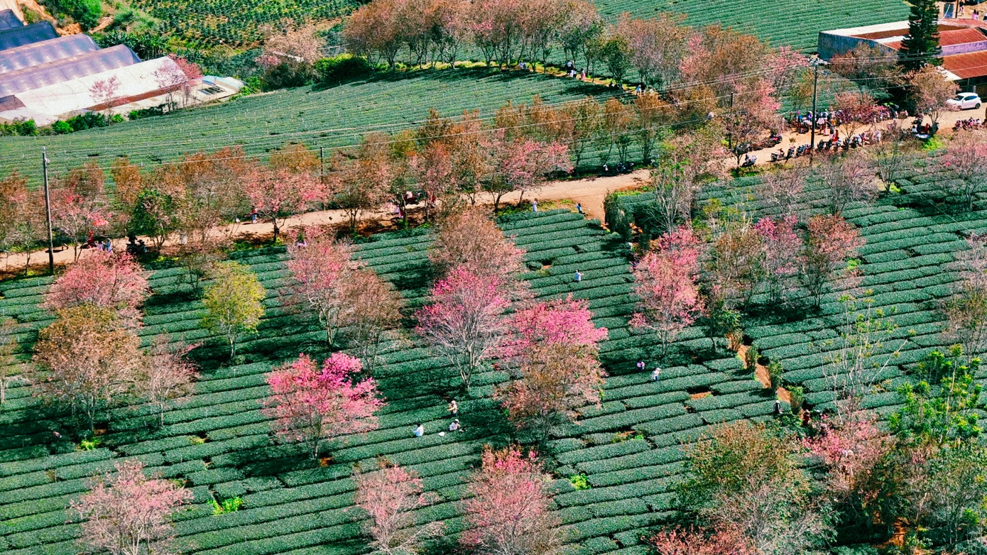 Những ngày giáp Tết, hàng nghìn gốc mai anh đào tại đồi chè Cầu Đất, Đà Lạt (Lâm Đồng) bắt đầu khoe sắc rực rỡ. Ảnh: Cậu Dũng.