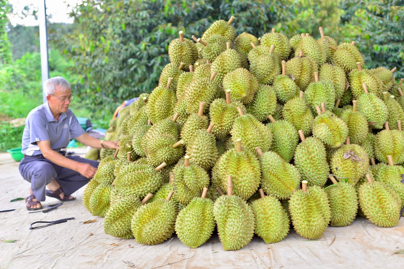 Hiện huyện Đạ Huoai đã vượt 10.000ha đất trồng sầu riêng. Hiện huyện Đạ Huoai đã vượt 10.000ha đất trồng sầu riêng.