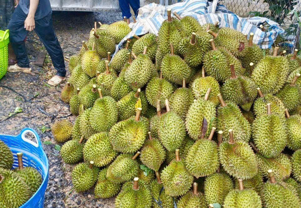 Riêng Đạ Huoai đã vượt 10.000ha sầu riêng, sản lượng trên 76.000 tấn. Riêng Đạ Huoai đã vượt 10.000ha sầu riêng, sản lượng trên 76.000 tấn.