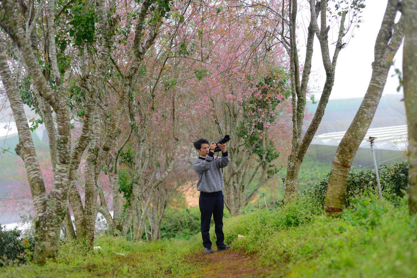 Nhiều người tranh thủ chụp lại khoảnh khắc hoa mai anh đào nở rực, tạo nên những bức ảnh đầy nghệ thuật về mùa xuân Đà Lạt.
