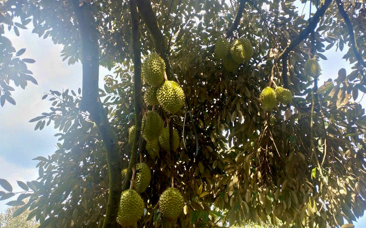 Khoảng hơn một tháng tới, sầu riêng Lâm Đồng sẽ vào vụ thu hoạch. Khoảng hơn một tháng tới, sầu riêng Lâm Đồng sẽ vào vụ thu hoạch.