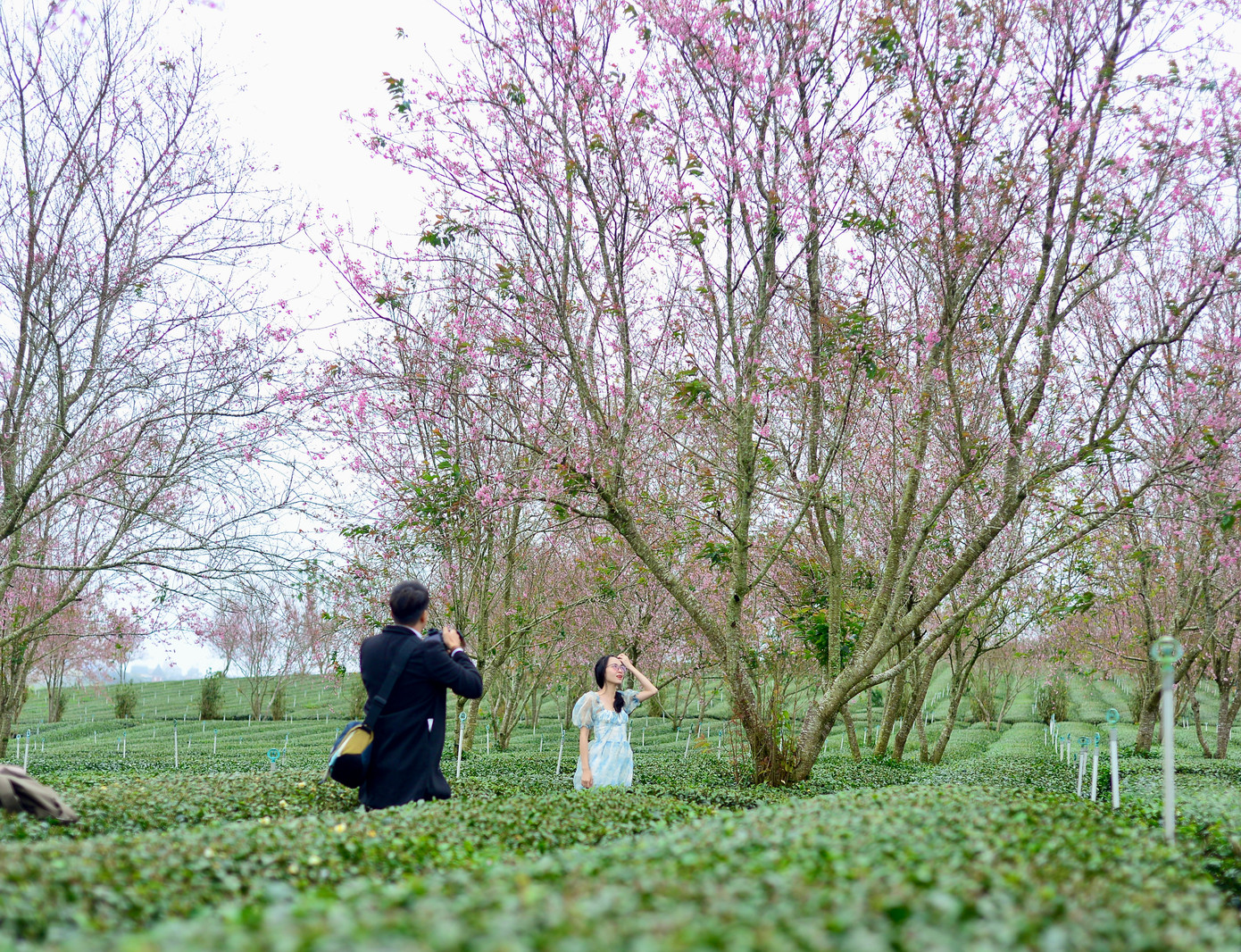 Nhiều người tranh thủ chụp lại khoảnh khắc hoa mai anh đào nở rực, tạo nên những bức ảnh đầy nghệ thuật về mùa xuân Đà Lạt.