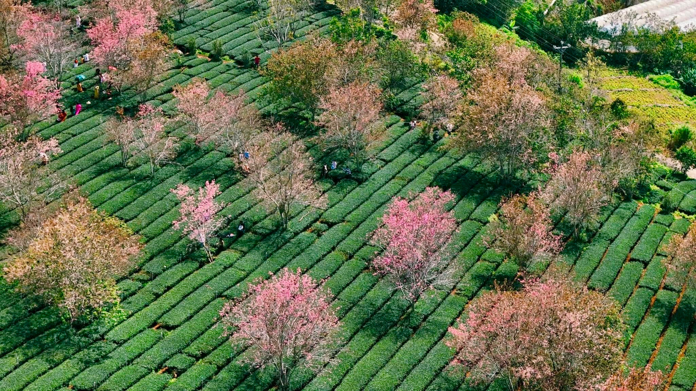 Màu hồng dịu dàng của mai anh đào kết hợp với không gian bao la của đồi chè tạo nên khung cảnh tuyệt đẹp. Ảnh: Cậu Dũng.