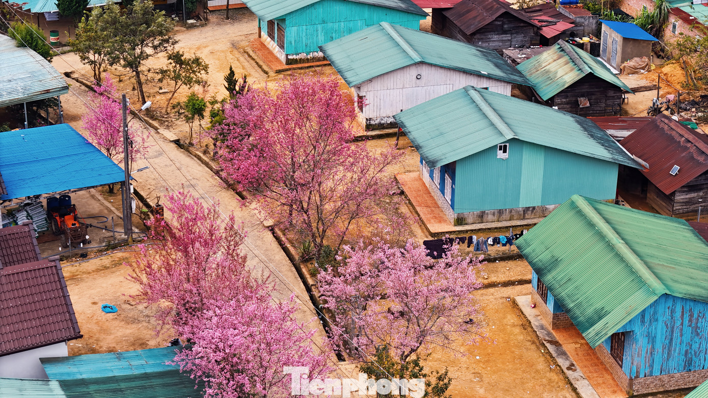 Vào dịp Tết, hoa đào nở không chỉ là dấu hiệu của mùa Xuân mà còn là phần không thể thiếu trong những ngày lễ hội của cộng đồng.