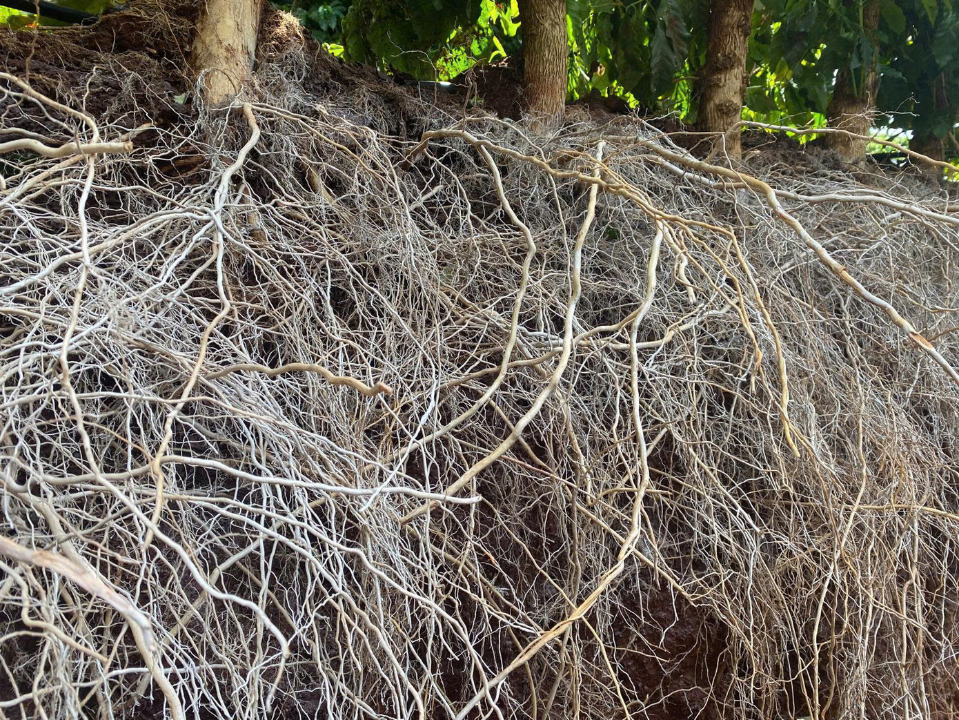 Vaniva 450SC bảo vệ bộ rễ toàn diện.