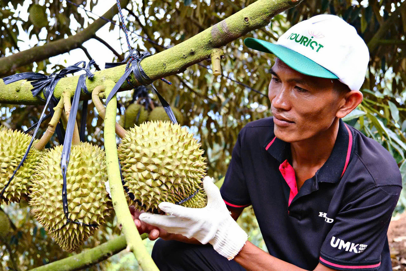Ba địa phương dẫn đầu về diện tích và sản lượng sầu riêng của tỉnh Lâm Đồng là Đạ Huoai, Di Linh, Bảo Lâm. Ba địa phương dẫn đầu về diện tích và sản lượng sầu riêng của tỉnh Lâm Đồng là Đạ Huoai, Di Linh, Bảo Lâm.