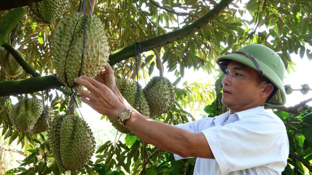 Lâm Đồng đã được cấp 114 mã số vùng trồng với diện tích gần 5.500ha, cùng 10 cơ sở đóng gói phục vụ xuất khẩu. Lâm Đồng đã được cấp 114 mã số vùng trồng với diện tích gần 5.500ha, cùng 10 cơ sở đóng gói phục vụ xuất khẩu.