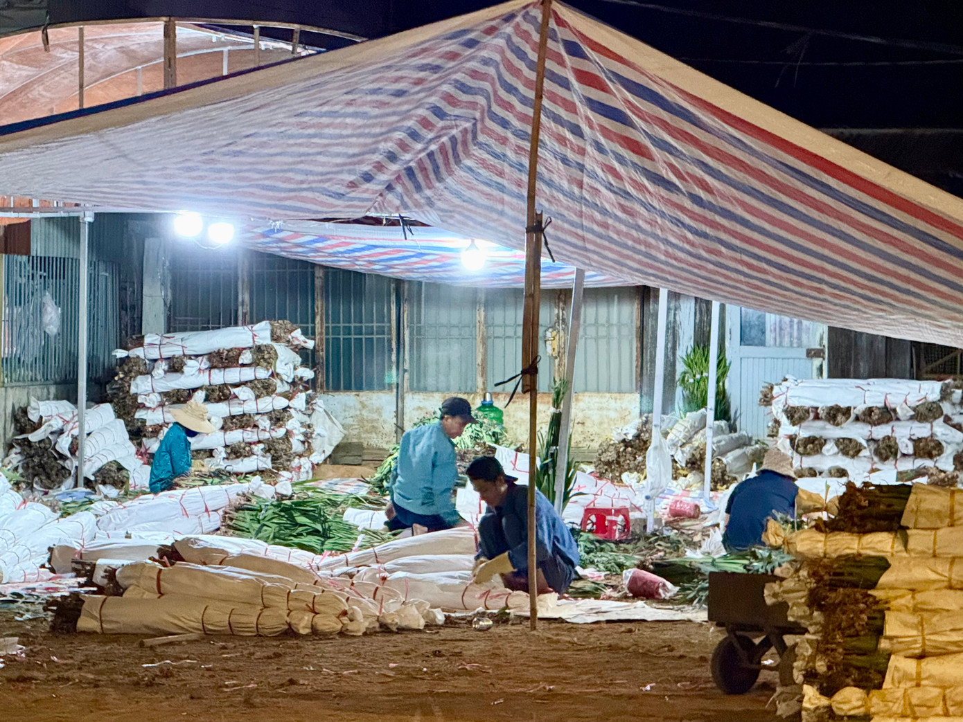 Nông dân Lâm Đồng thức trắng đêm bó hoa ảnh 1