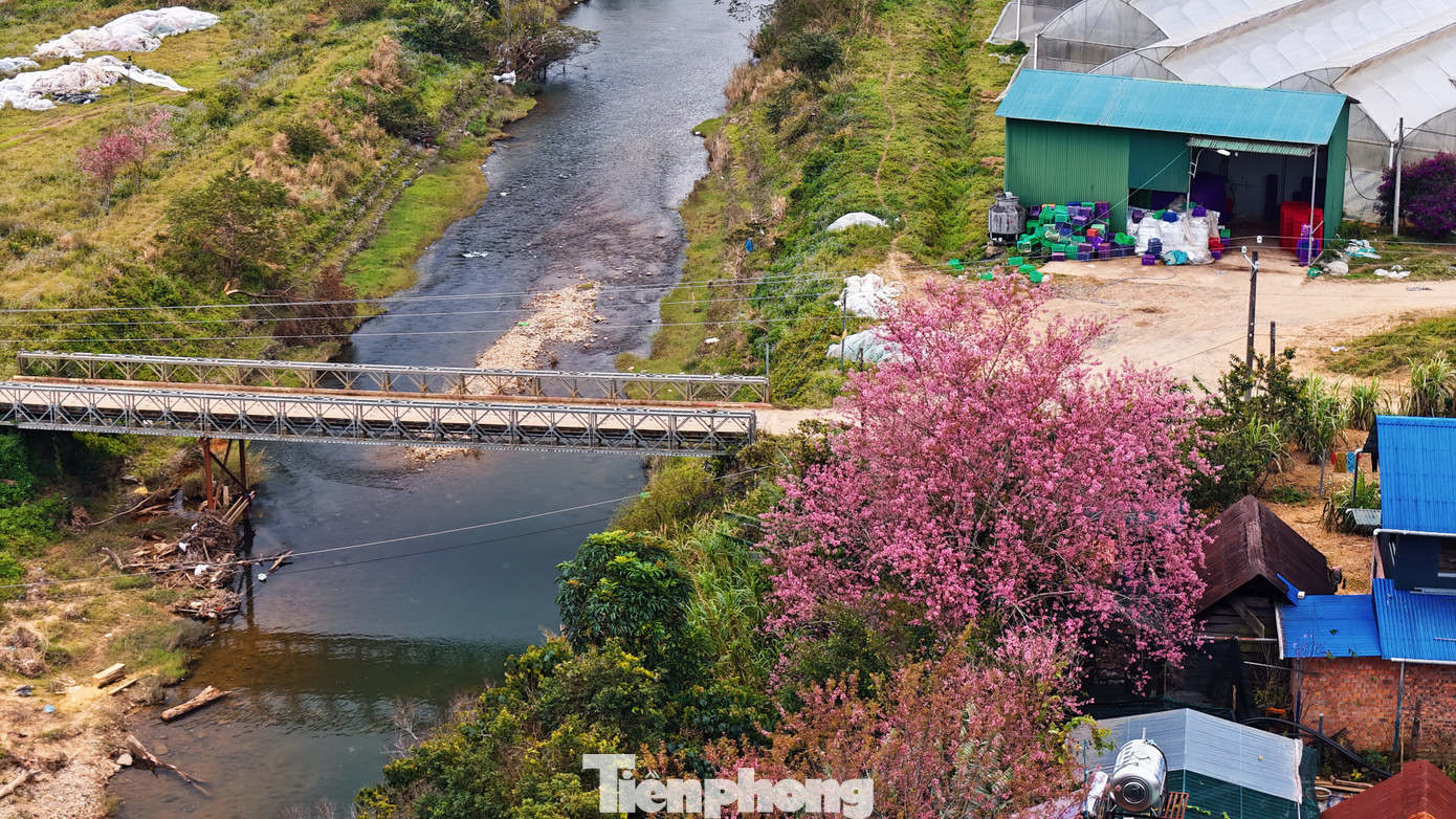 Người dân trong làng cho biết, các cây đào được chăm sóc như một phần trong đời sống tâm linh, thể hiện sự kính trọng đối với đất trời. Đó còn là cầu nối giữa con người và các vị thần linh.