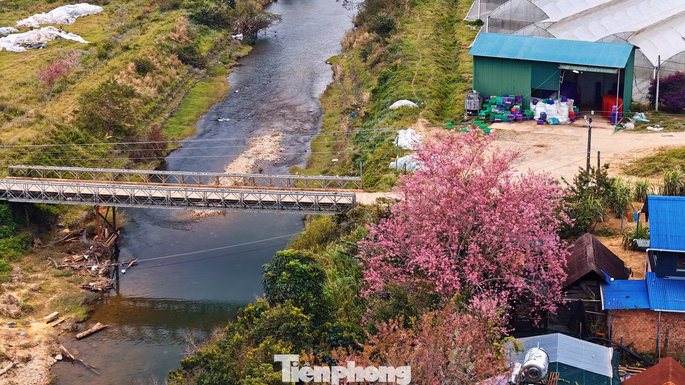 Người dân trong làng cho biết, các cây đào được chăm sóc như một phần trong đời sống tâm linh, thể hiện sự kính trọng đối với đất trời. Đó còn là cầu nối giữa con người và các vị thần linh.