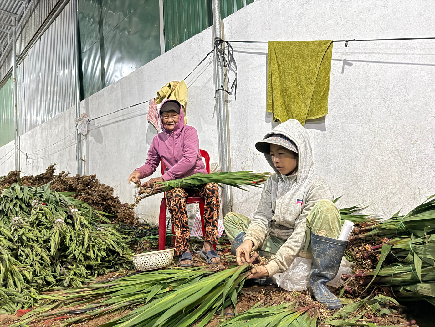 Theo chị Tiên, công việc này không yêu cầu sự khéo léo, nhưng lại đòi hỏi sức khỏe tốt và khả năng làm việc nhanh chóng để kịp hoàn thành số lượng hoa trong ngày. "Đa số, các công nhân phải nhặt, bó đến 1-2h sáng, vì thời điểm này số lượng hoa nhập về rất lớn", chị Tiên bộc bạch. Ảnh: Thái Lâm.