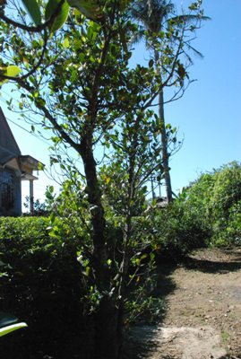 Gốc mít bên cối giã gạo thuở xưa đã lụi mấy năm nay bật lên một nhánh xanh. Đại tướng Võ Nguyên Giáp không may bị đẻ rơi tại gốc mít này 