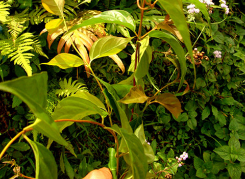 Lá ngón mọc ngay tại trạm y tế Sì Lờ Lầu